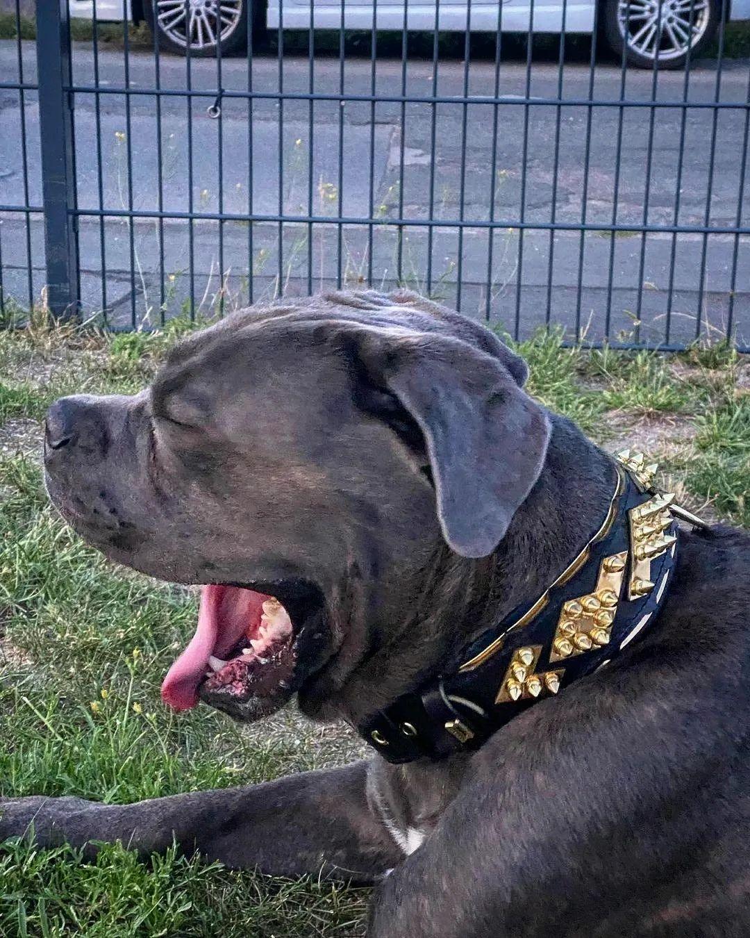 The ''Midas'' Collar Gold - Grab & Glow