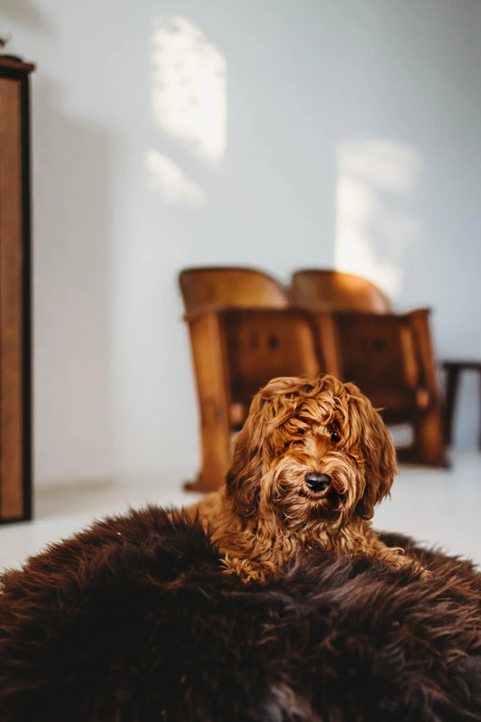 Oval Natural Sheepskin Pet Bed - Chocolate Brown - Grab & Glow