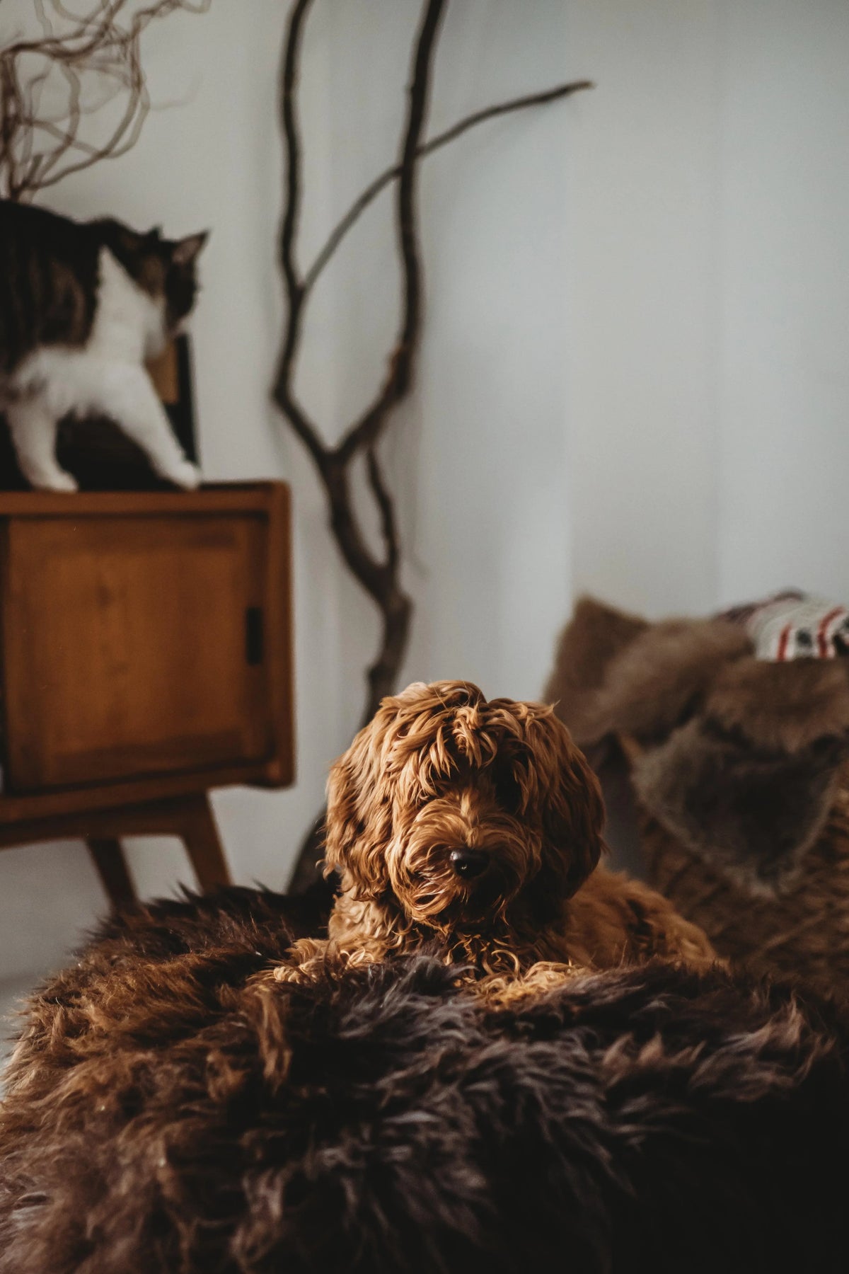 Oval Natural Sheepskin Pet Bed - Chocolate Brown - Grab & Glow