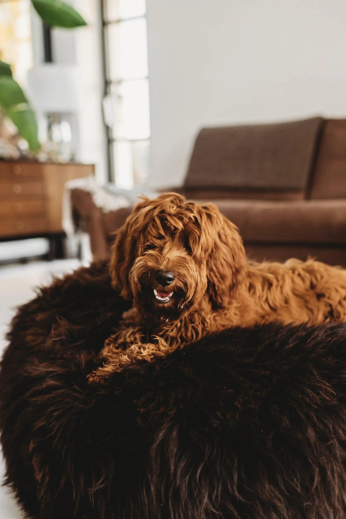 Oval Natural Sheepskin Pet Bed - Chocolate Brown - Grab & Glow