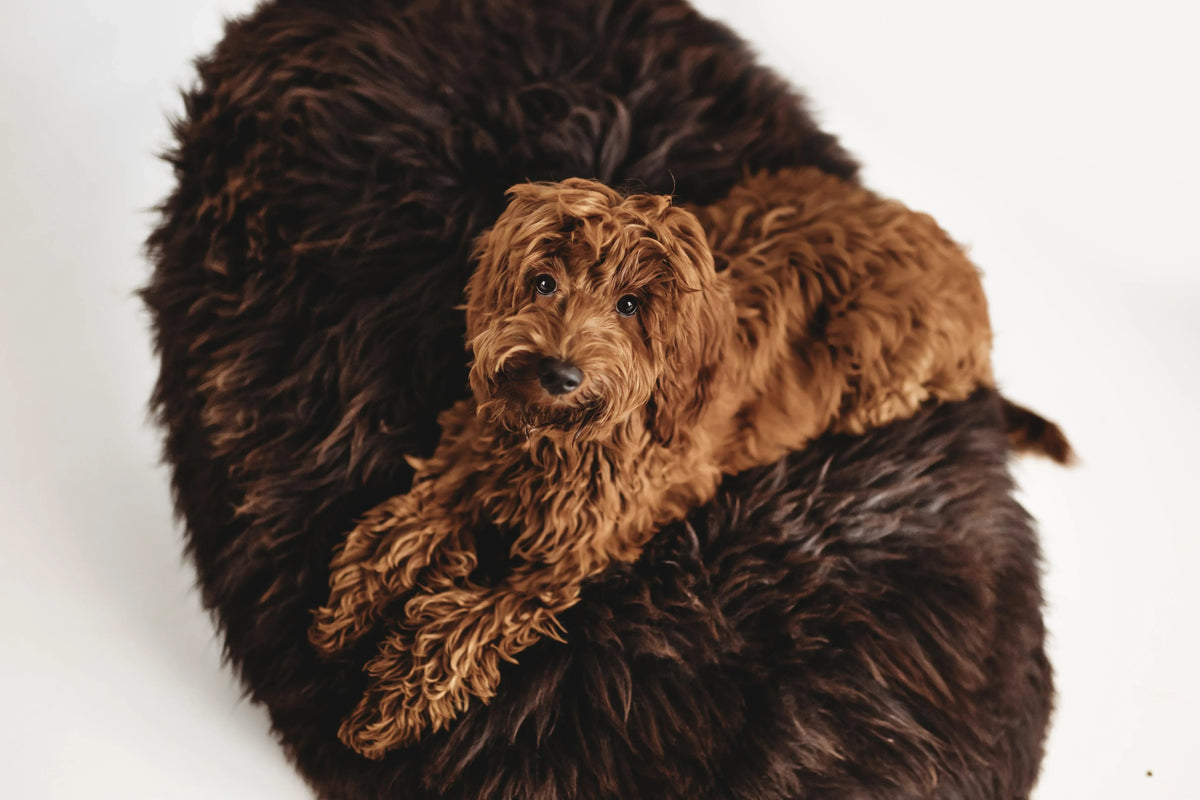 Oval Natural Sheepskin Pet Bed - Chocolate Brown - Grab & Glow
