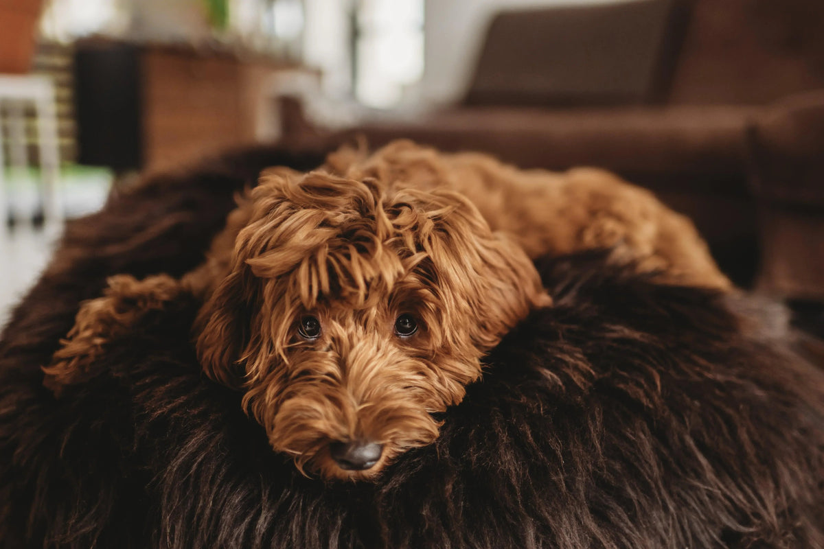 Oval Natural Sheepskin Pet Bed - Chocolate Brown - Grab & Glow