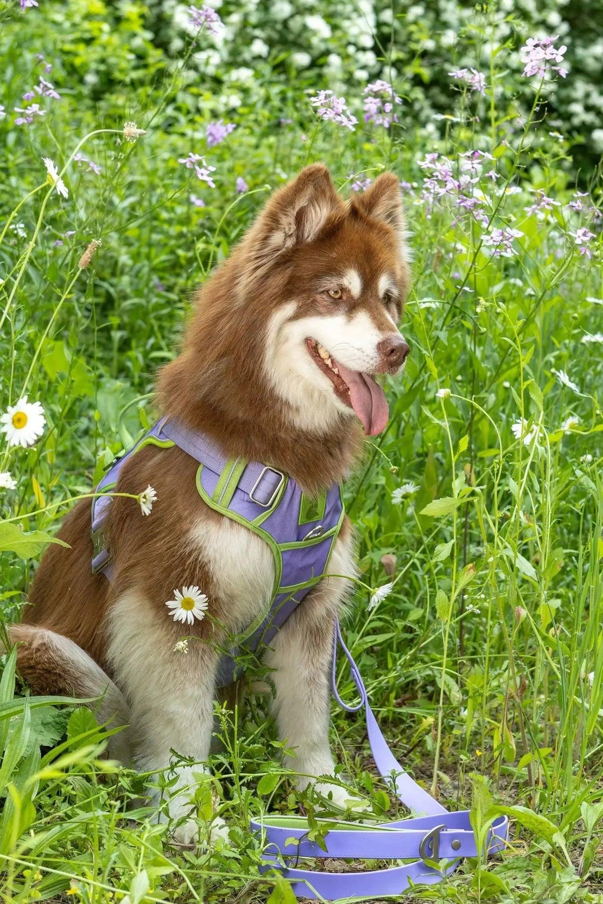 Lavender Garden Ultimate Dog Harness - Grab & Glow