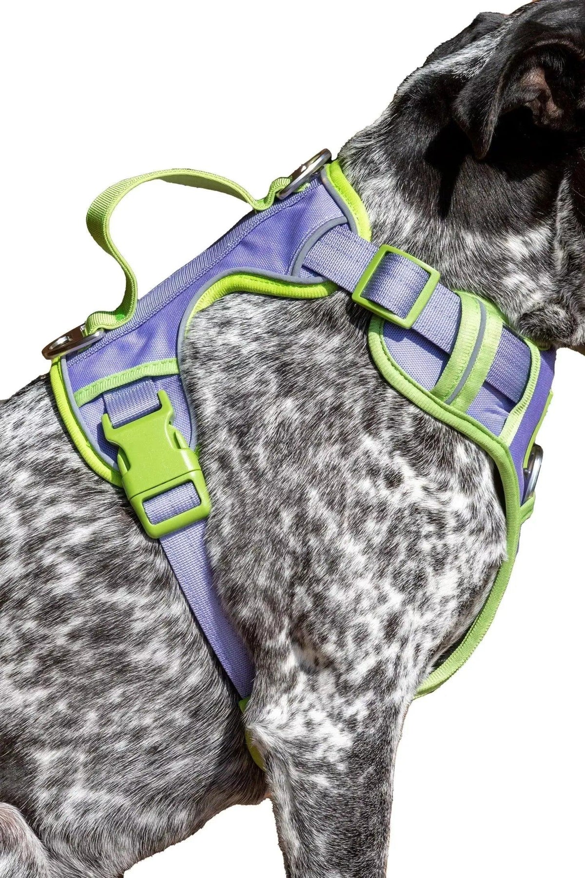 Lavender Garden Ultimate Dog Harness - Grab & Glow