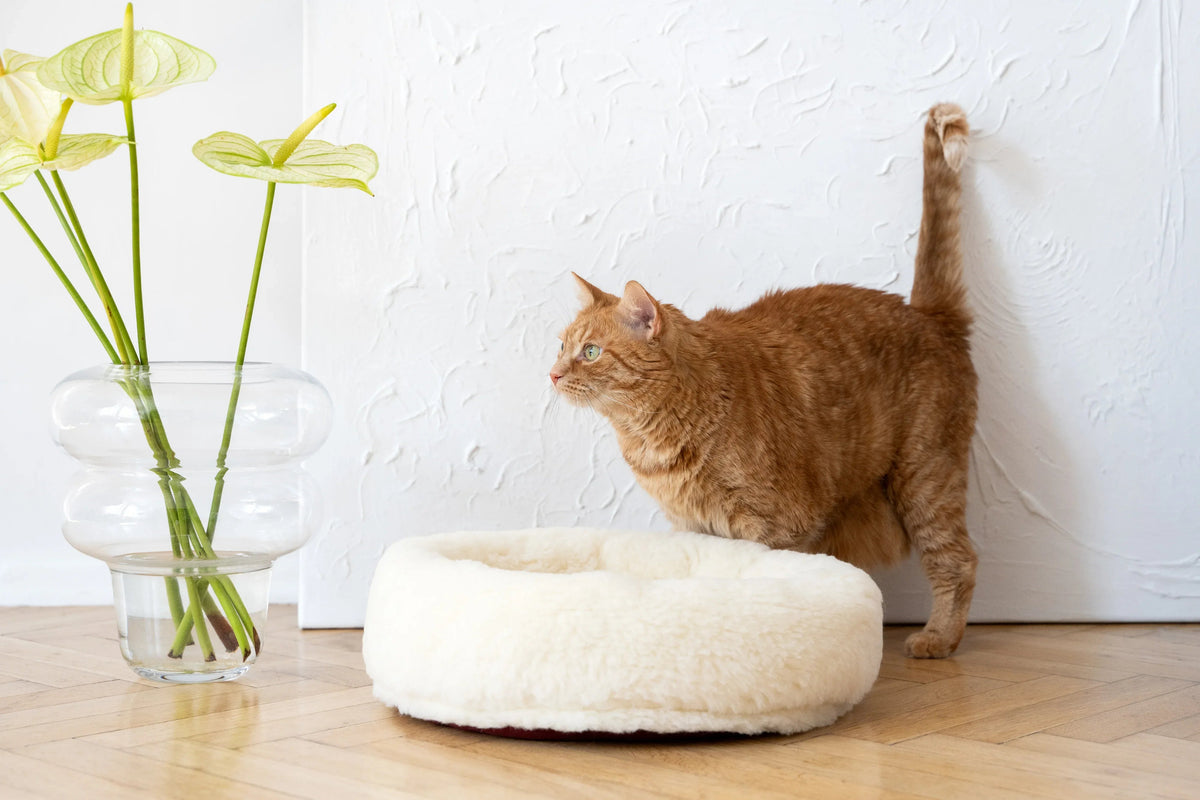 Round Natural Wool Pet Bed - White - Grab & Glow