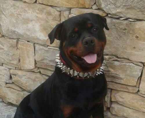 The "Steel" collar - Grab & Glow