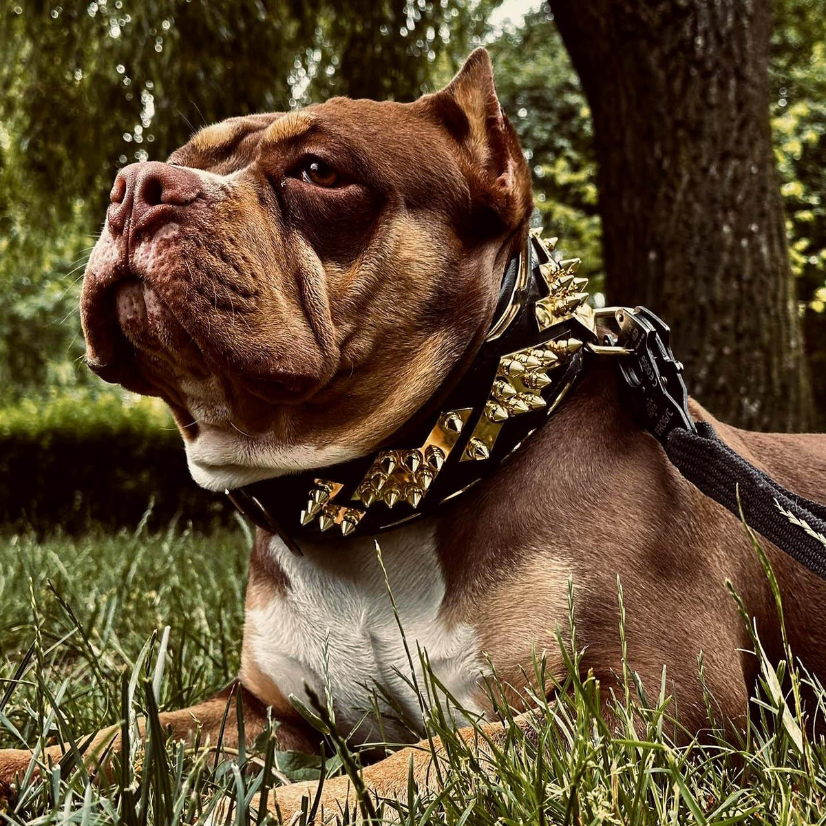 The ''Midas'' Collar Gold - Grab & Glow